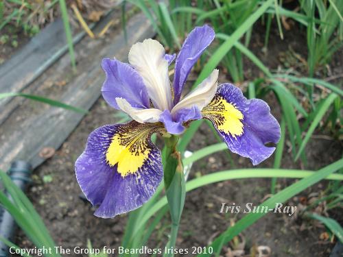 OW G20 Iris Sun-Ray